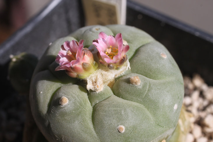 Lophophora fricii San Pedro - любопытные манюсенькие цветки (видимо, недоразвитые из-за того, что растение почти на прямом солнце - пару предыдущих раз бутоны усыхали, не успев развиться).