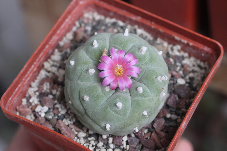 Lophophora fricii