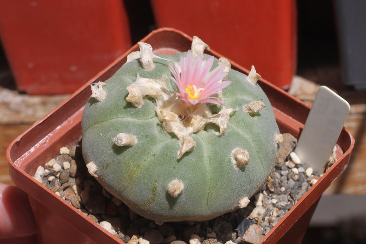 Lophophora fricii с ровными рёбрами почти без засечек под ареолами