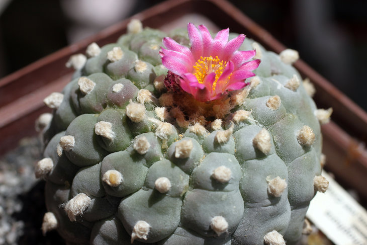 Lophophora fricii - ещё одно растение с тёмными цветками, свойственными формам из El Amparo