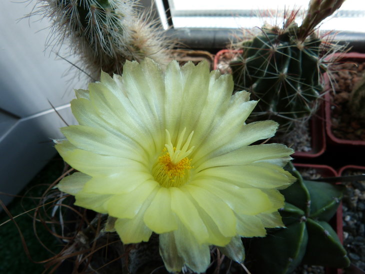 Astrophytum crassispinoides