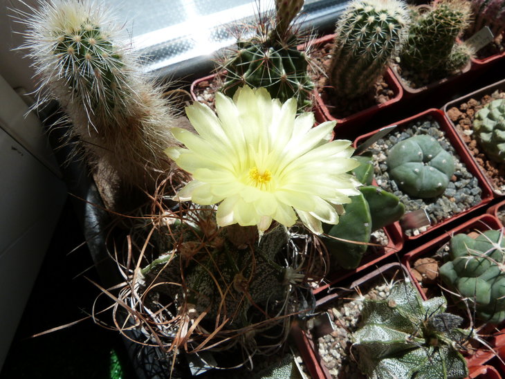 Astrophytum crassispinoides