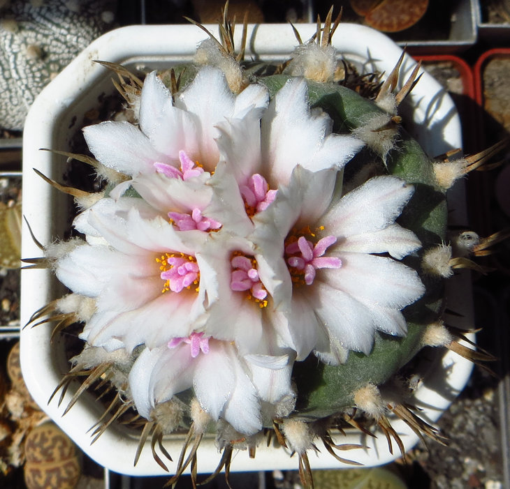 turbinicarpus macrochele ssp. polaskii
