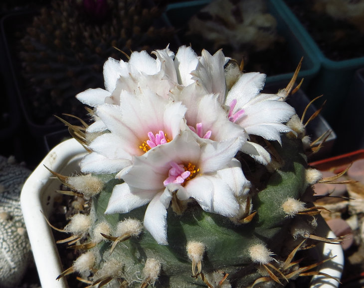 turbinicarpus macrochele ssp. polaskii
