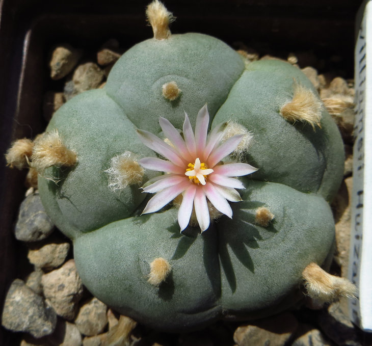 Lophophora williamsii, Huizache, SLP