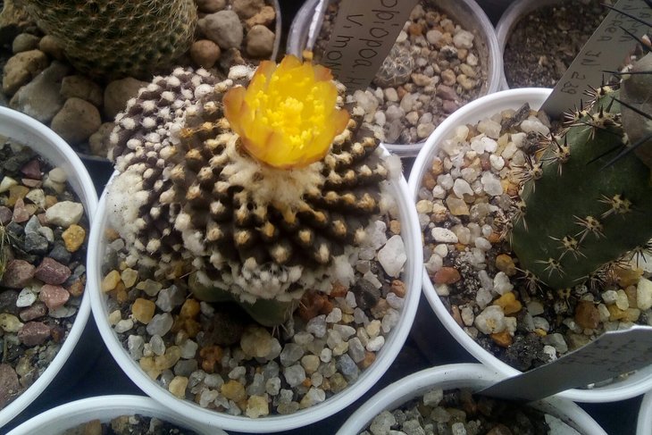 Copiapoa humilis fa monstrouza