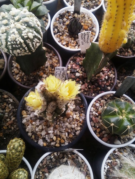 Astrophytum myriostigma hannya fucurio