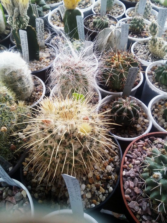 Mammilaria nejapensis