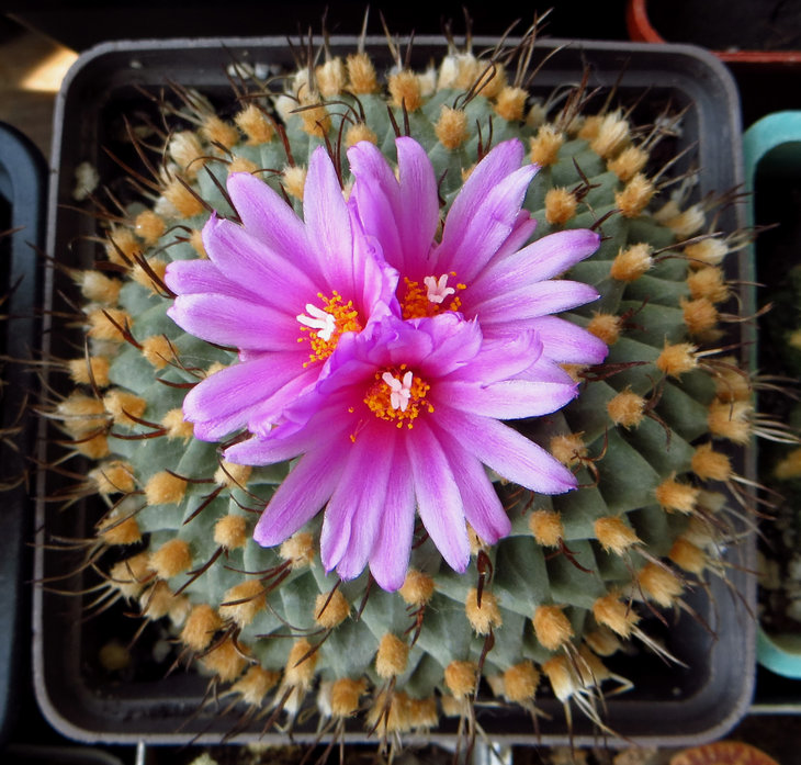 turbinicarpus alonsoi