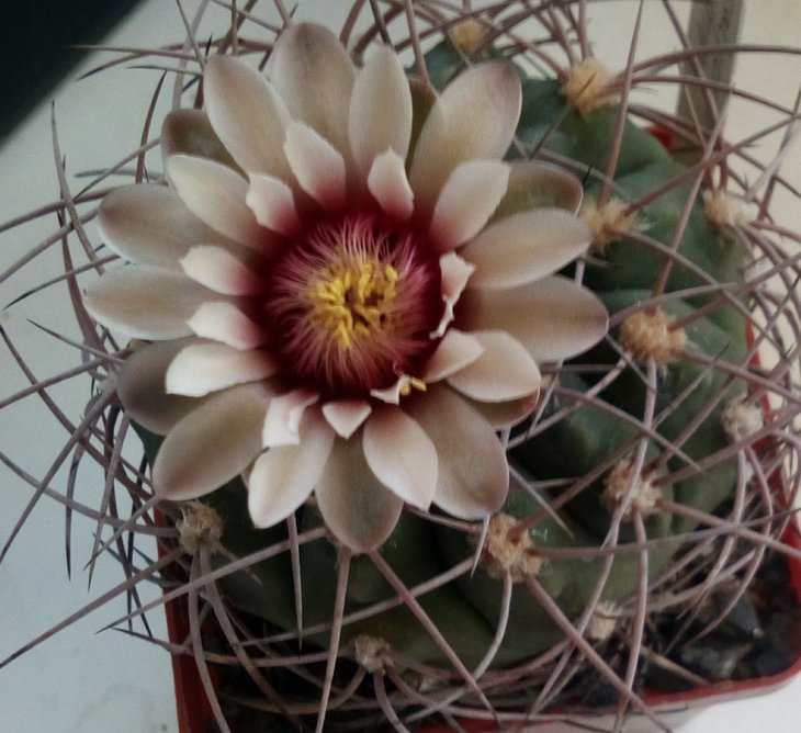 gymnocalycium spegazzinii