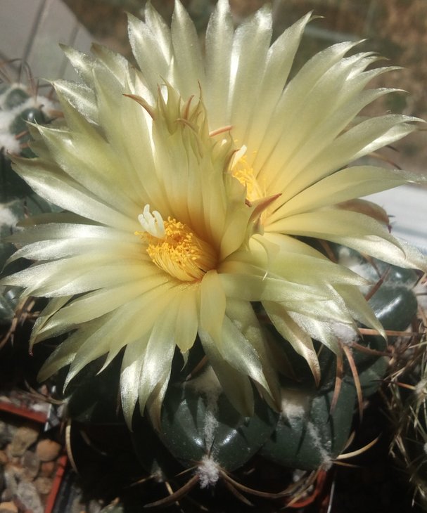 coryphantha bumamma