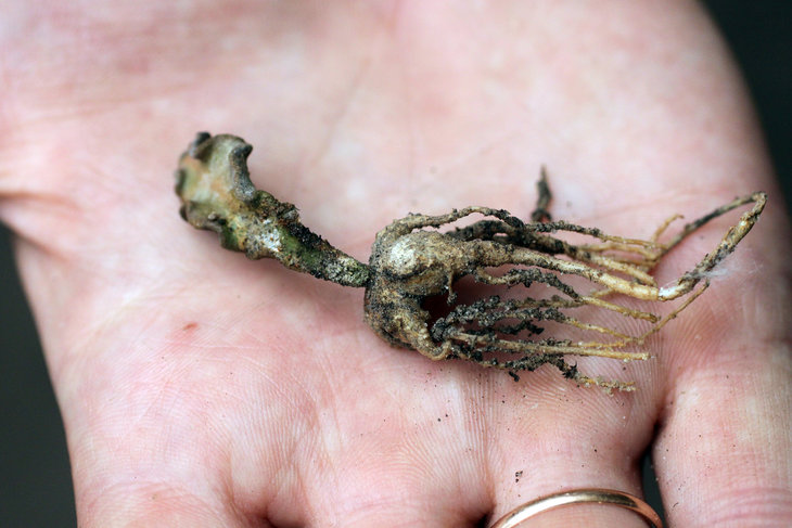 Укоренившийся лист Euphorbia decaryi