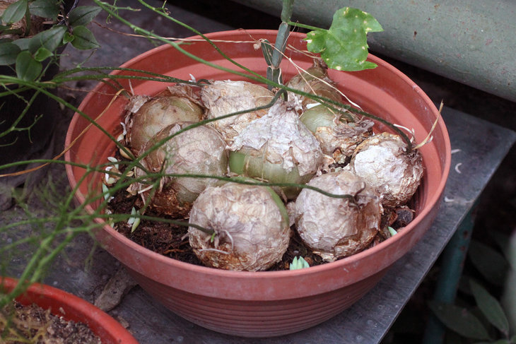 Bowiea volubilis