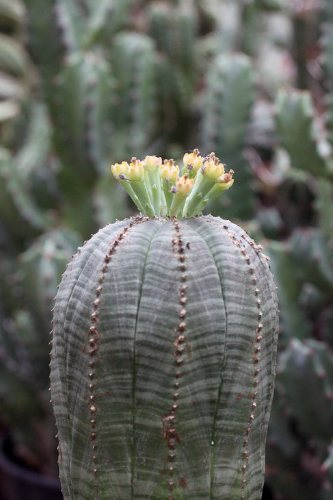 Euphorbia obesa