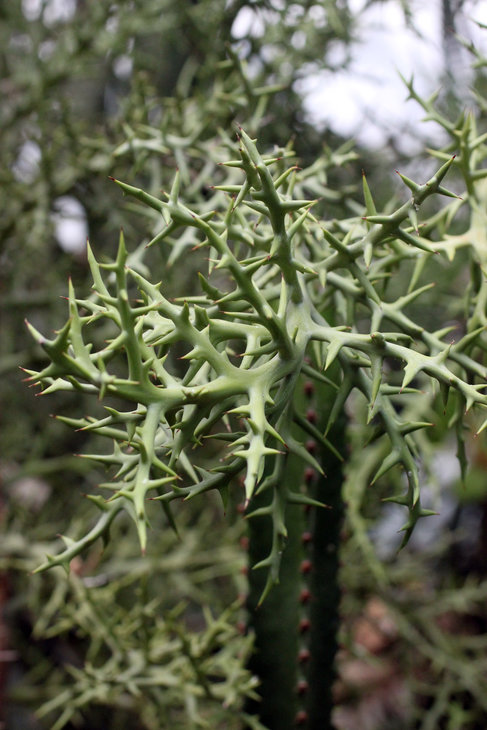 Euphorbia stenoclada