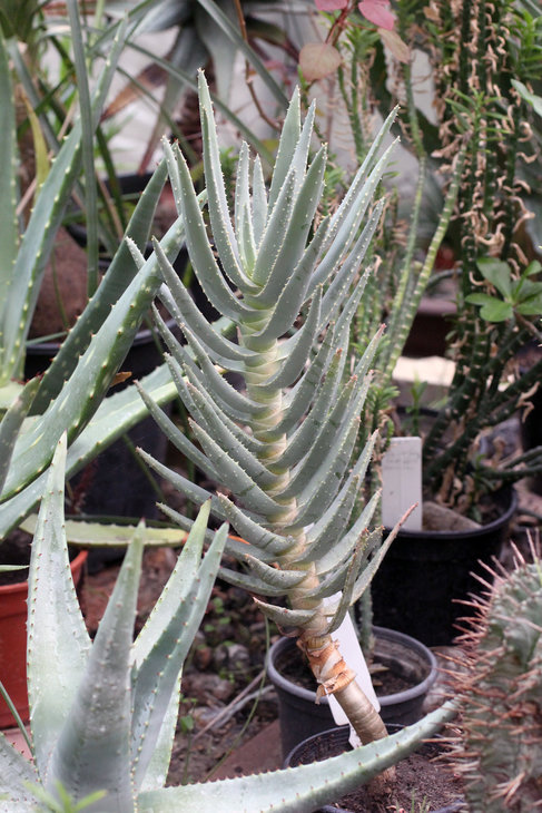 Aloe dichotoma