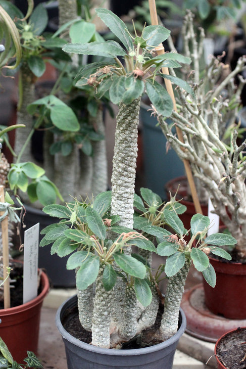 Dorstenia foetida