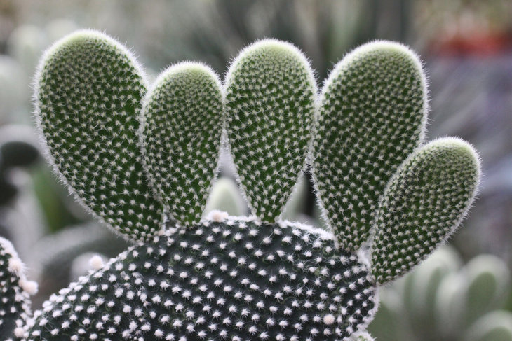 Opuntia microdasys