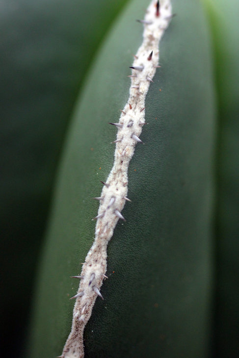 Marginatocereus marginatus