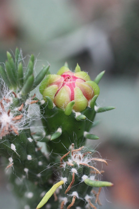 Бутон на Austrocylindropuntia