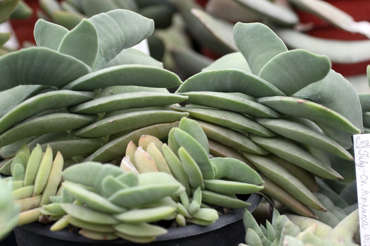Crassula falcata
