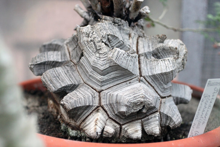 Dioscorea elephantipes
