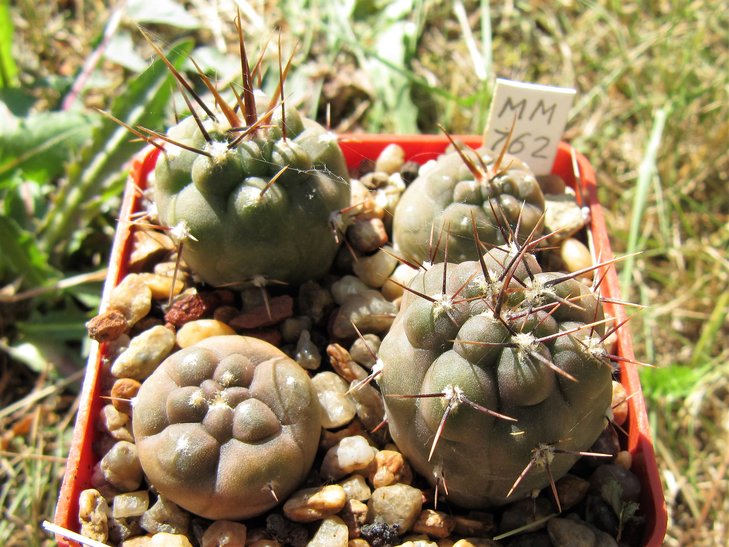 Gymnocalycium striglianum