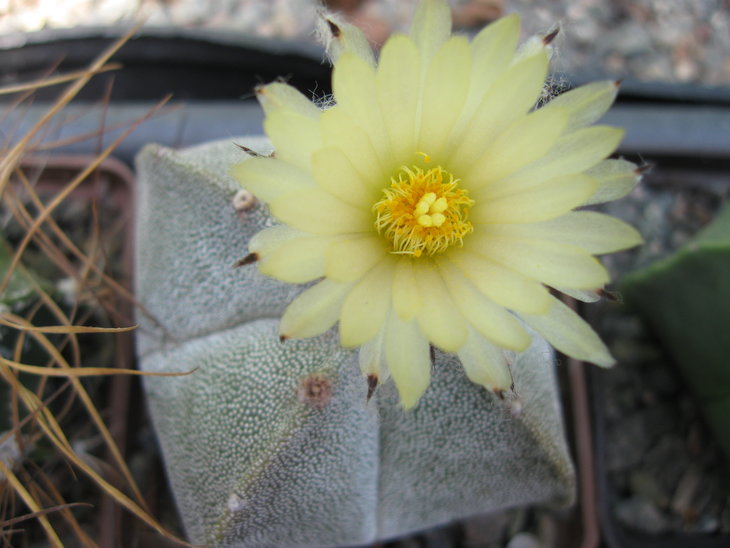 Astrophytum myriostigma quadricostatum