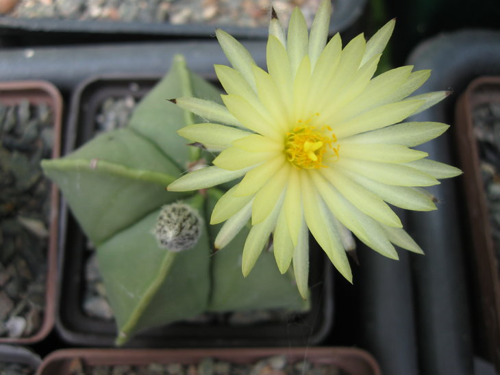 Astrophytum myriostigma var. nudum