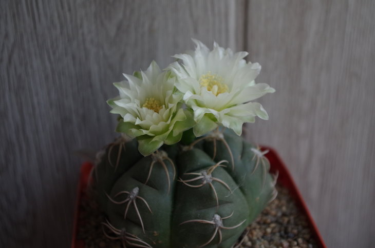 Gymnocalycium denudatum