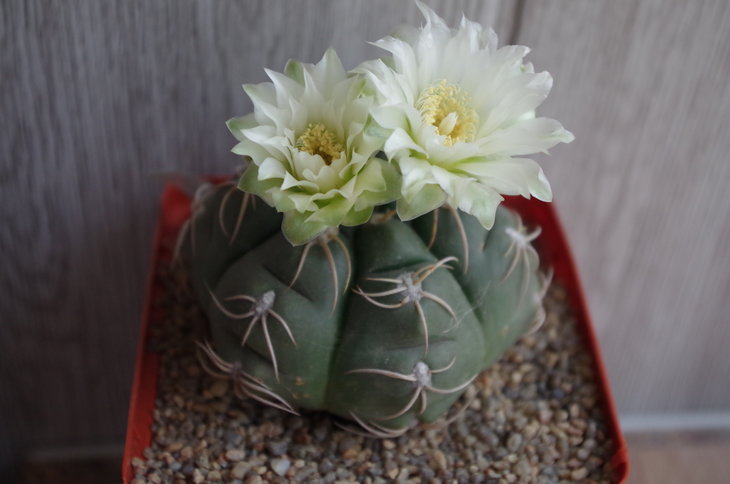 Gymnocalycium denudatum, горшок 12х12