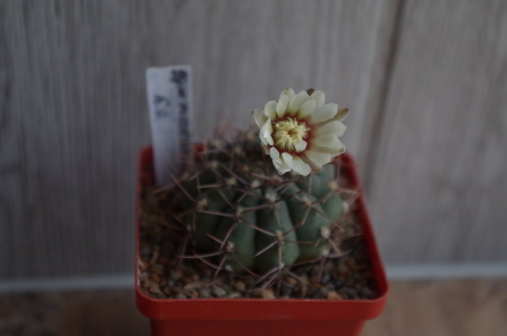 Gymnocalycium  moserianum, горшок 7х7