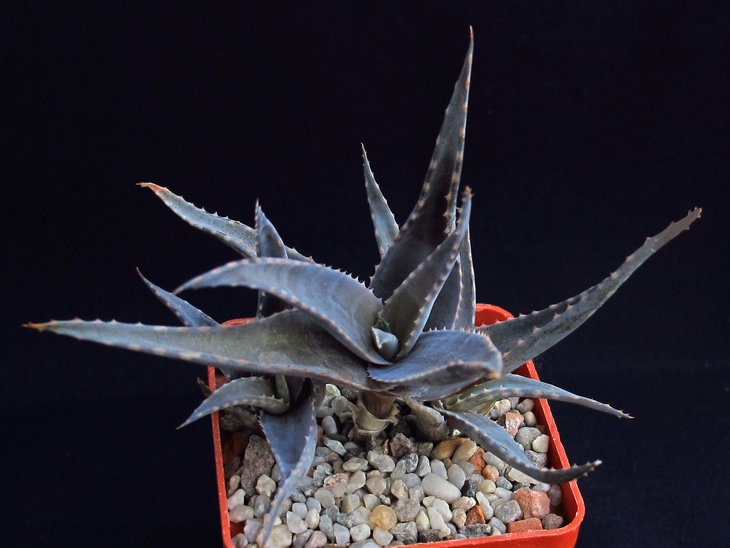 Aloe_01.jpg
