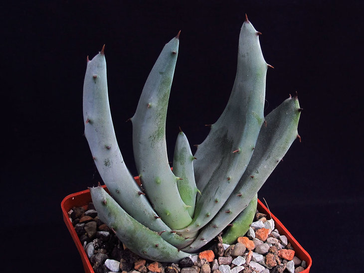 Aloe_02.jpg