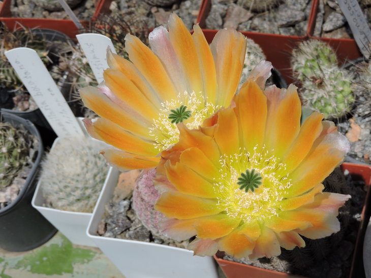 Echinocereus pectinatus v ctenoides.JPG
