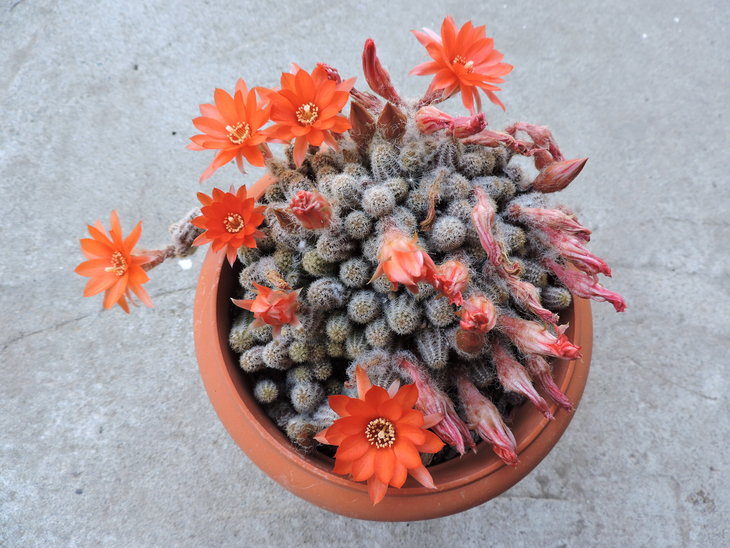 Chamaecereus silvestrii.JPG