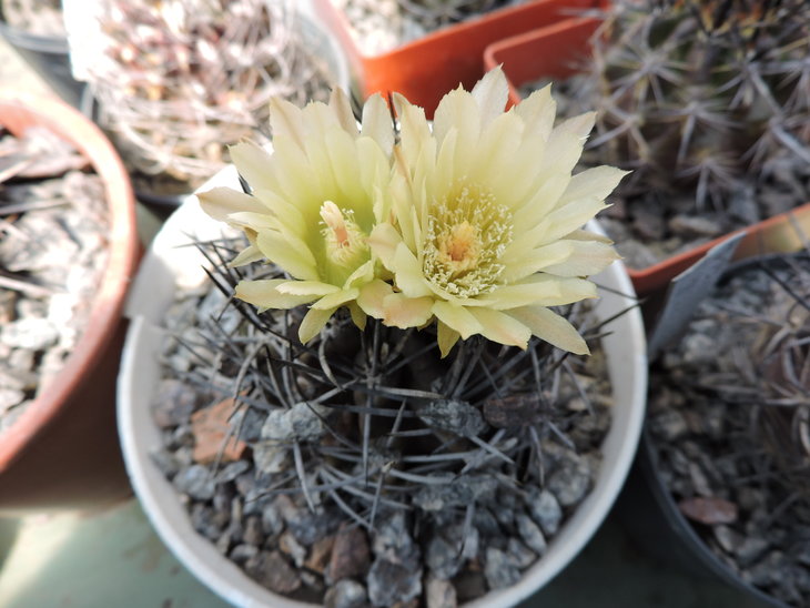 Pyrrhocactus nigricans.JPG