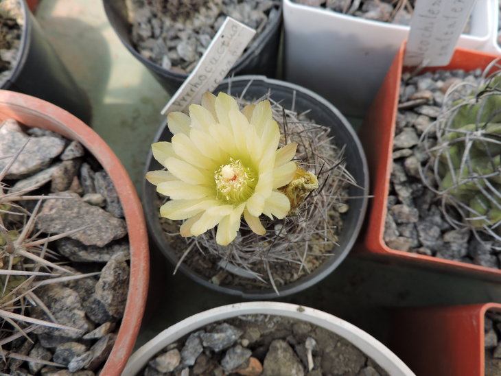 Pyrrhocactus nigricans 1.JPG