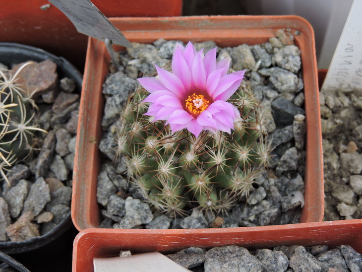 Escobaria hesteri.JPG