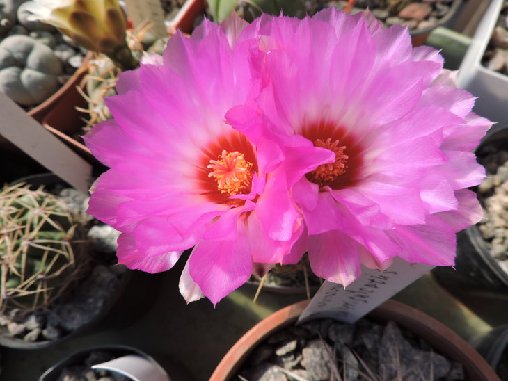 Thelocactus bicolor.JPG