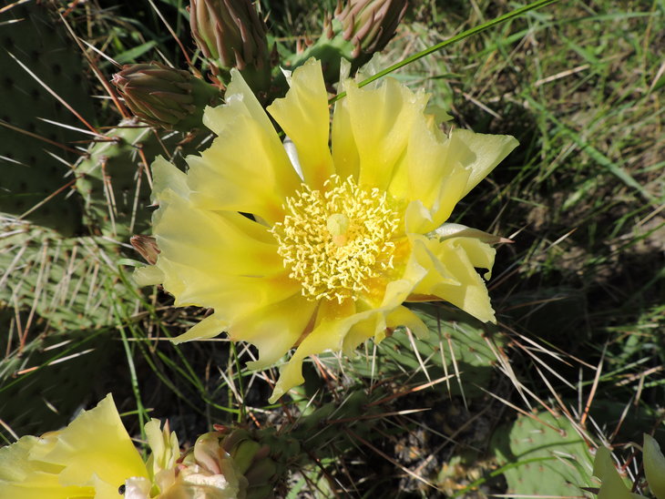 Opuntia camanchica.JPG