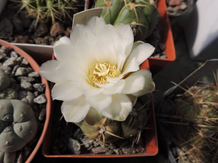Gymnocalycium artigas.JPG