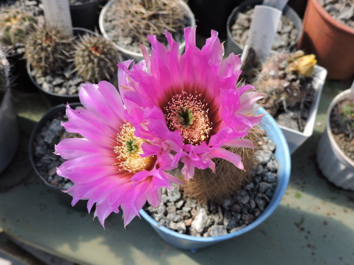 Echinocereus baileyi.JPG