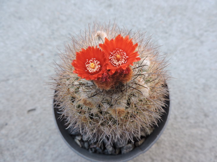 Parodia uligiana.JPG