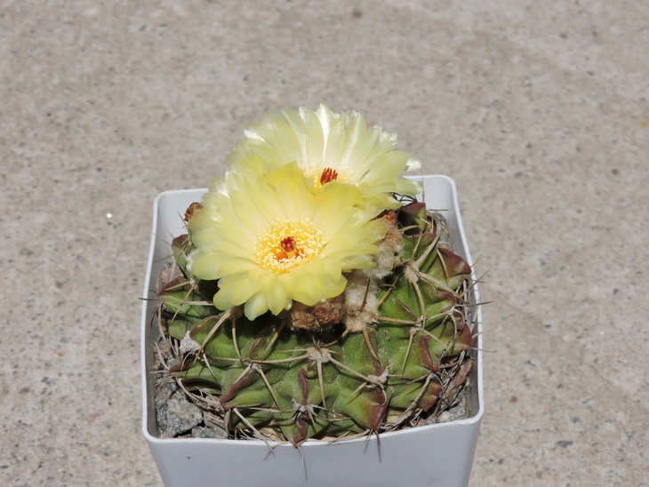 Wigginsia sellowii.JPG