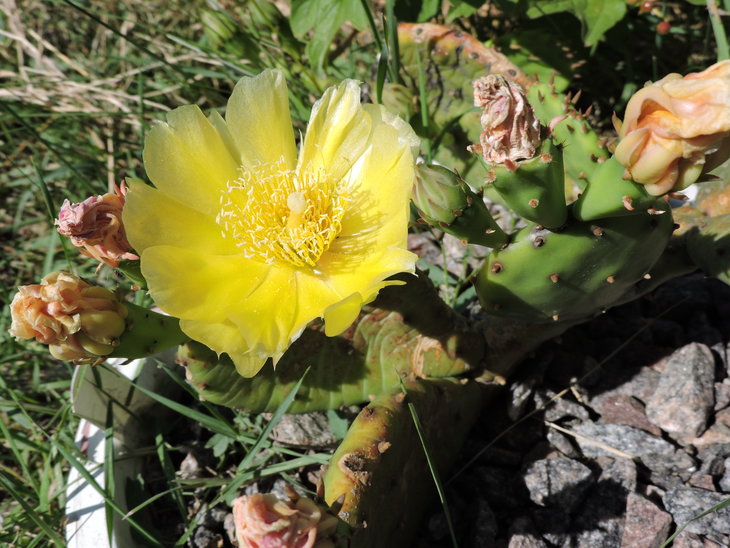 Opuntia humifusa.JPG