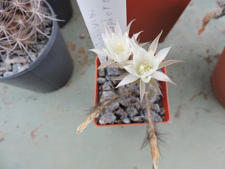 Pseudolobivia ancistrophora.JPG