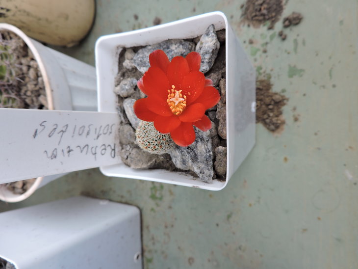 Rebutia solisioides.JPG