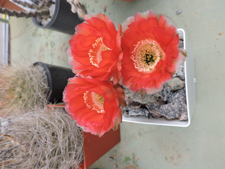 Lobivia haematantha v rebutioides.JPG