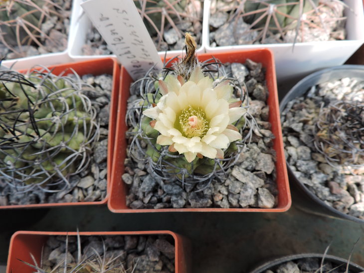 Neochilenia taltalensis.JPG